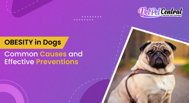 Obesity in Dogs | Common Causes & Preventions | Vet Pet Central